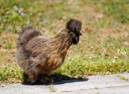 Les poules de la Maison de retraite à Houilles